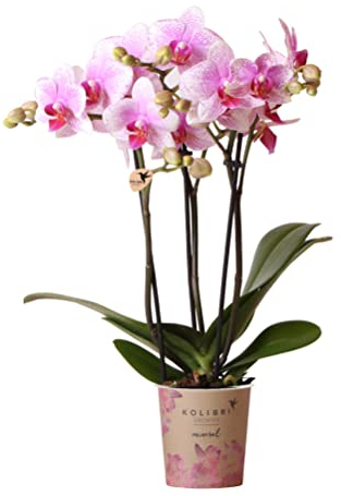 Kolibri Orchids | Rosa Phalaenopsis Orchidee - Mineral Rotterdam - Topfgröße Ø9cm | blühende Topfpflanze - frisch vom Züchter