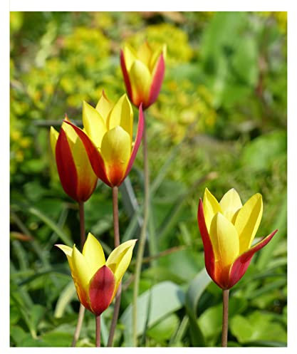 20x Dwarf Tulip Clusiana Chrysantha Bulbs Early Spring Flowering Botanical Tulipa Beautiful Yellow and Red Rockery Garden Patio Flowers