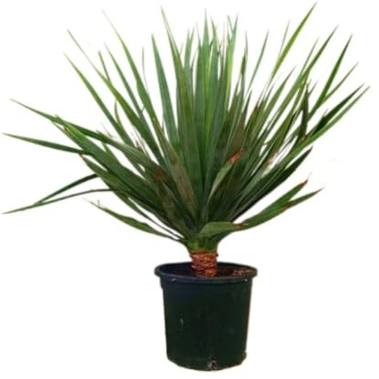 Planta natural Drago de Canarias, 120-130 cm. Dracaena draco. Árbol de copa paraguas, tronco grueso, símbolo natural de Canarias. Segura Garden.