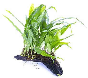 Lincolnshire Pond Plants Ltd - Bogwood, Rocks and PadsTropical Live Aquarium Plants (Small Java Fern On Bogwood)