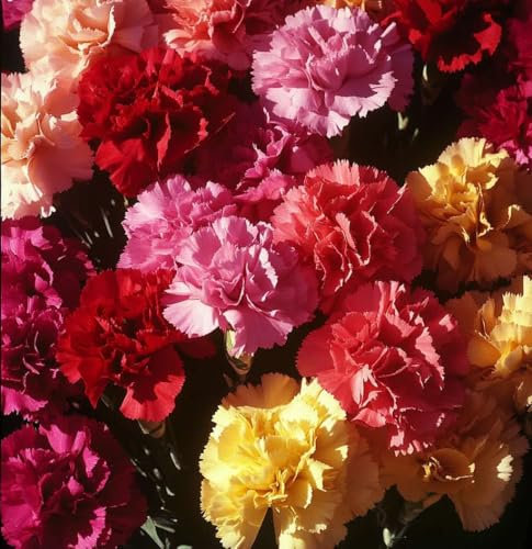 500 Seeds Dwarf Vienna Mixed/Pack Dianthus caryophyllus Flower Seeds | Double Mixed Varieties for Pots, Borders & Cottage Gardens | Summer Blooming Biennial/Perennial