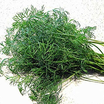 Potseed Semi aneto Tetra organici (V 51)