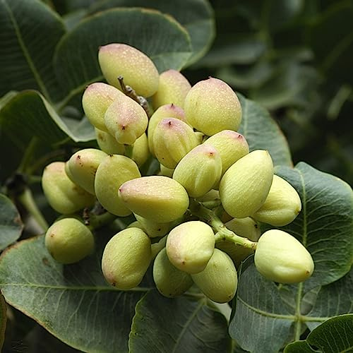 5 Pz Pistacchi Seme Non OGM Facile da Piantare Pistacchi Semi di Albero Fiore Albero da Frutto Semi di Ortaggi Seme