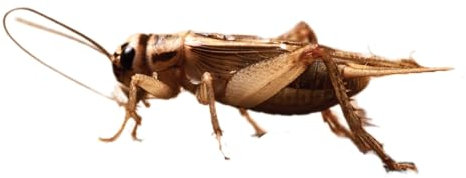 Eurocrickets Heimchen lebend | Subadult (19-22 mm) | 1000 Stück MEGA Pack | Futterinsekten lebend für Reptilien, Vögel & Amphibien