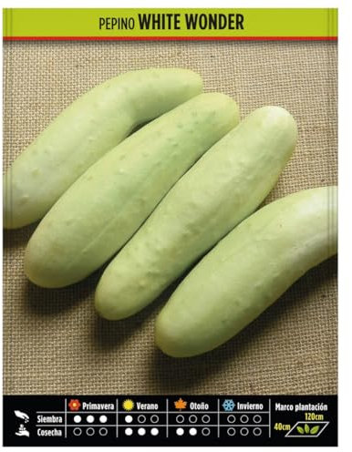 Semillas Hortícolas - Pepino White Wonder - Semillas listas para plantar.