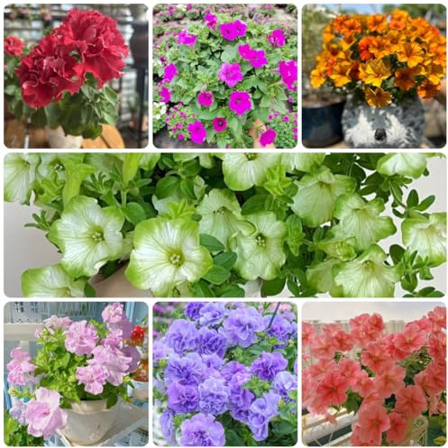 semi di petunia perenni ornamentali decorazione petunie pendenti perenne resistente tappezzante, ombra selvatici da balcone, 900pcs