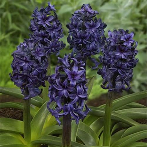 Einfach zu vermehren,Blumenzwiebeln,Winterhartes,Regenlilienzwiebeln,Kältebeständig,Hyazinthen zwiebeln,Hyazinthen zwiebeln winterhart-3 zwiebeln-C