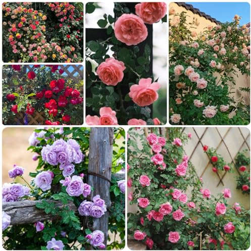 rosenbaum winterhart duftend samen, kletterpflanzen winterhart schnellwachsend bonsai samen pflanze blumensamen bodendecker winterhart gewächshaus balkon gartenblumen blumensamen 200pcs