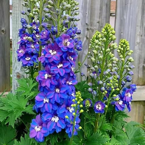 rittersporn samen winterhart mehrjährig saatgut kräutersamen zimmerpflanze dekopflanzen balkon pflanze - Seltene pflanzen serie - exotische samen rittersporn blumensamen mehrjährig 400pcs