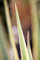 Yucca filamentosa 'Bright Edge' 50-80 cm - Palmlilie, cremeweiße Blüten, Blütezeit Juni-August, ideal für Steingärten, trockenheitsresistent, winterhart