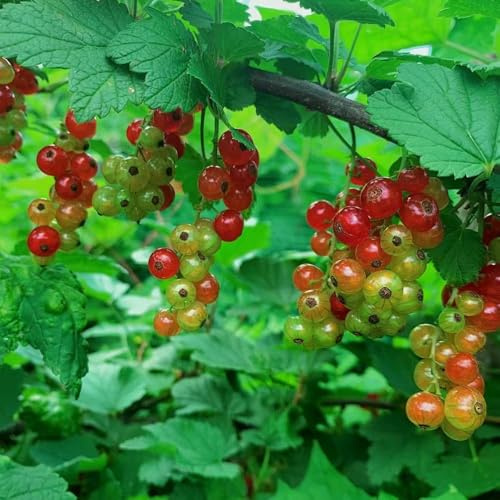 grosella espinosa resistentes - semillas de jardin semillas orgánicas columnar resistente de interior 50pcs