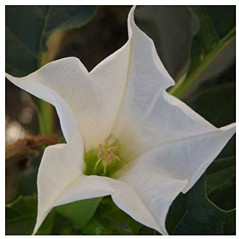 Brugmansia suaveolens White - Engelstrompete - 10 Samen