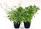 POWERS TO FLOWERS - GERANIO ODOROSO ANTINZANZARE, 2 PIANTE, VASO 14, piante vere