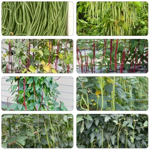 semillas frijol medidor - frijol espárrago de balcón resistentes de jardín invierno oficina silvestres interior medicinales interior 150pcs