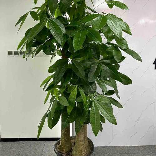 4 pcs Glückskastanie Pflanze Samen gartenarbeit luftreinigende zimmerpflanzen Pachira Aquatica - pflanzensamen zimmerpflanzen topfpflanzen draußen winterhart baumsamen geschenke winterharte