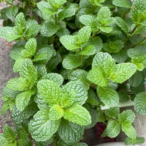 Semi di menta piperita verdi coltivazione di giardino semi menta rara piperita esotica vecchie varietà resistenti 200pcs