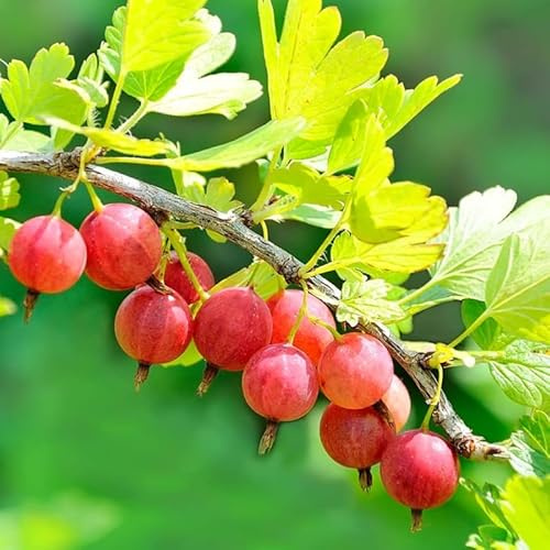 Gooseberry Bush Live Plant, 5-9 Inch Tall, Gooseberry Plant Live for Growing, Gooseberry Tree Live Plant