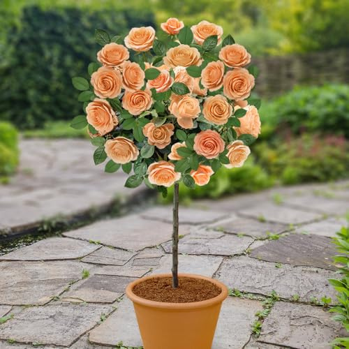 YouGarden Patio Standard Peach Rose, 4 Litre Pot, Ready to Plant, Established Rose Tree for Gardens