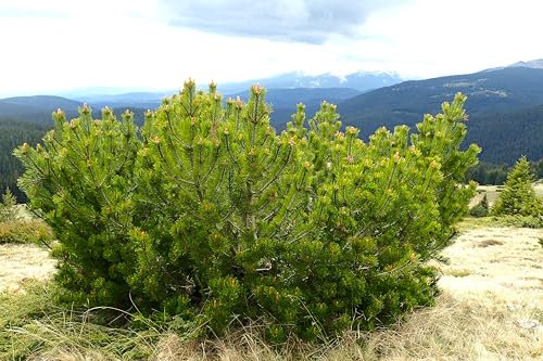 20 Semi di Pino Mugo (Pinus Mugo) – Conifera Sempreverde Compatta e Resistente al Freddo