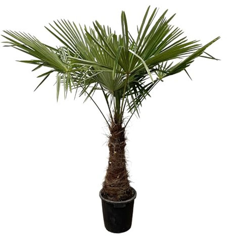 Trendyplants - Trachycarpus Fortuneii - Palmier éventail chinois - Hauteur 230-250 cm - Rustique - Plante de jardin - Taille du pot Ø45cm
