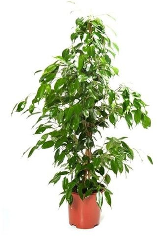 Planta Natural para Decorar Casa Ficus Benjamina Hojas Verdes