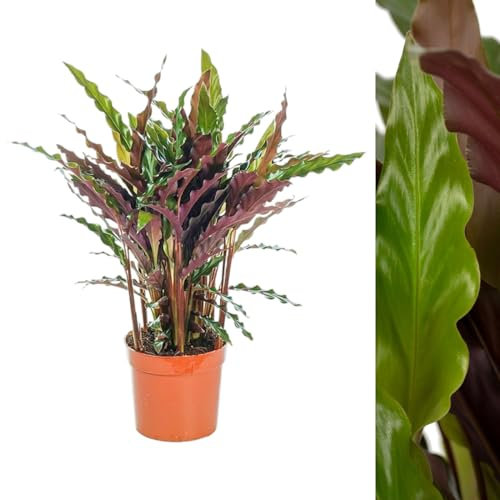 Calathea rufibarba Elgergrass in 12cm Pot - 40-50cm in Height inc Pot - Ideal for The Home or Office