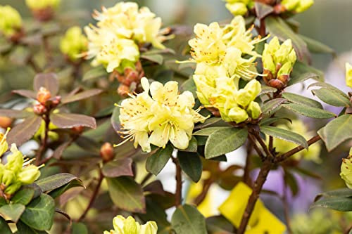 Rhododendron hanceanum Princess Anne 30-40 cm winterhart immergrün