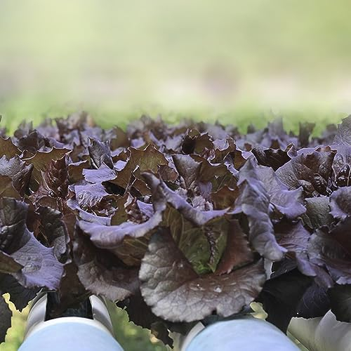 200 pcs salat samen - winterfeste pflanzen für balkon kopfsalat pflücksalat,salatsamen,Lactuca sativa, gewächshaus balkon pflanzensamen deko wohnzimmer modern garten geschenke für