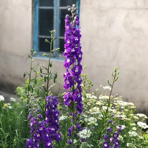 semi di delphinium decorative giardino resistenti raro esotiche 1000pcs