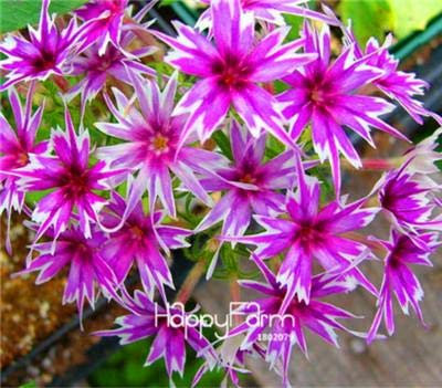 SEEDSOWN 2018 100 Pcs Phlox, Phlox Graines de Graines Bonsai Phlox 10 Couleurs Jardin Potted DIY