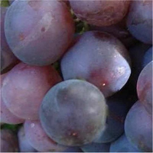 Weinrebe Regent 80-100cm - Vitis
