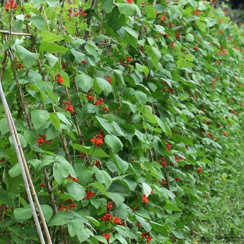 Semillas de frijol escarlata, frijol corredor de jardín orgánicas, variedades tradicionales invernaderos balcón jardín balcón interior 15pcs