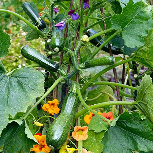 Courgette 'Black Forest' Seeds Cucurbita Pepo Zucchini Half-Hardy Annual Vegetable Garden Plants Easy to Grow Your Own 1 Packet of 4 Seeds by Thompson and Morgan