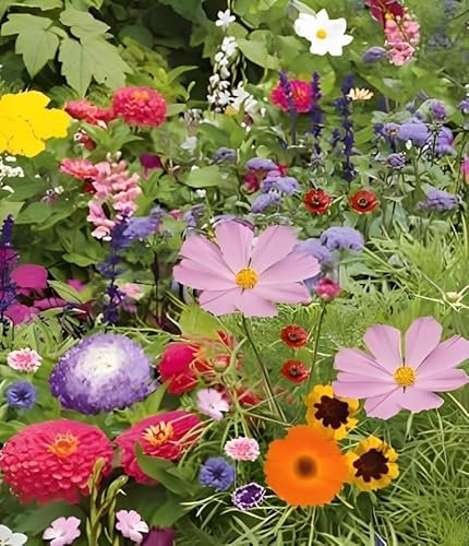 500 Graines Mélange Fleurs Gazon Jardin Japonais - 26 Espèces Mélangées - Centaurée - Lin etc... - 326