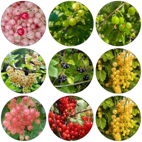 grosella espinosa - semillas de orgánicas decoración bonsái interior columnar jardín trepadora 100pcs