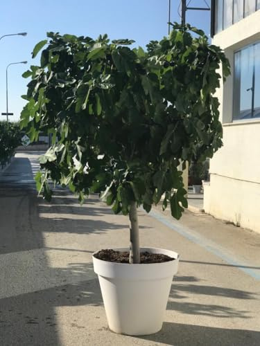 Feigenbaum Brown Turkey, Ficus Carcia Obstbaum, Winterhart, 220 cm mit Topf, 30 Jahre alt, für Garten