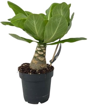 Plant in a Box - Palma delle Hawaii - Brighamia insignis - Altezza 25-35cm - Vaso 12cm - pianta da interno esotica decorazione tropicale