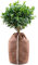 Hydrogarden Housses d’hivernage pour Plantes en Pot, 50x80cm Housses hivernage, Housse Hivernage Plante, Housse d’Hivernage, Brun