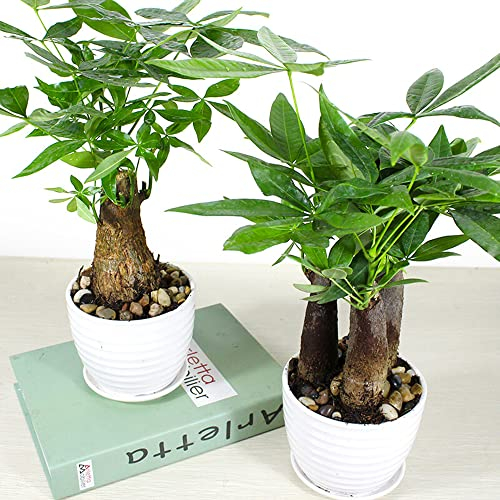 2 Pachira Aquatica Macrocarpa Samen Zimmerpflanzen Geldbaum Samen Grünpflanzen Glückskastanie Bonsai Money Trees Hydroponik Baumsamen Topfblumensamen Balkon Schreibtisch Ornament Seeds