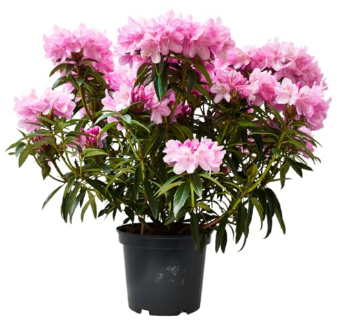 Verdecora Rododendro en maceta 5L | Rhododendron spp. | Planta de Interior y Exterior | Arbusto Natural | Flores Magníficas y Coloridas | Ideal para Decoración Elegante