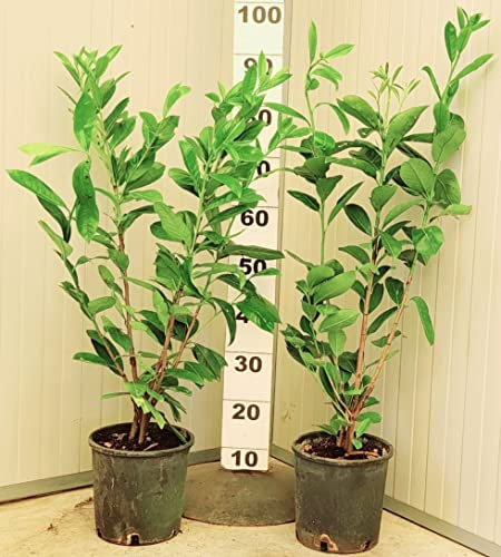 POWERS TO FLOWERS - LAURO, LAUROCERASO, PIANTA PER SIEPE, 2 PIANTE, VASO 20CM DIAMETRO, piante vere