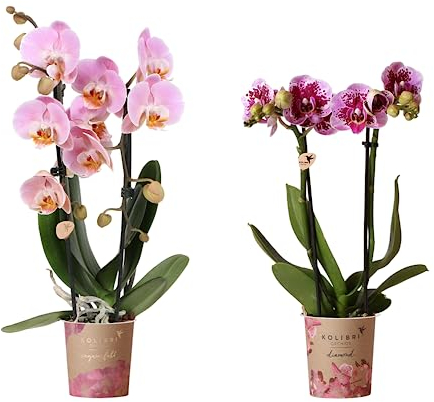 Set de 2 Orquídeas Naturales Plantas Populares por sus Grandes Flores - Colores Variados -