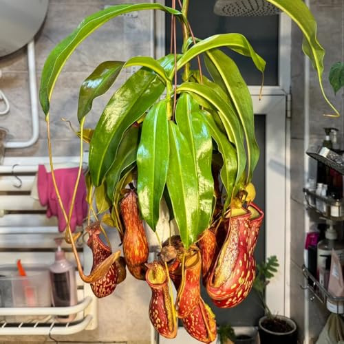 Semi di Nepenthes, Nepenthes mirabilis, resistenti per il giardino carnivora carnivora, semi di rustiche per balconi Le da giardino 120pcs