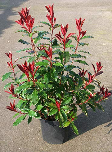 Photinia Magical Volcano® 'Kolmavoca' / Conteneur de 7 à 10 litres
