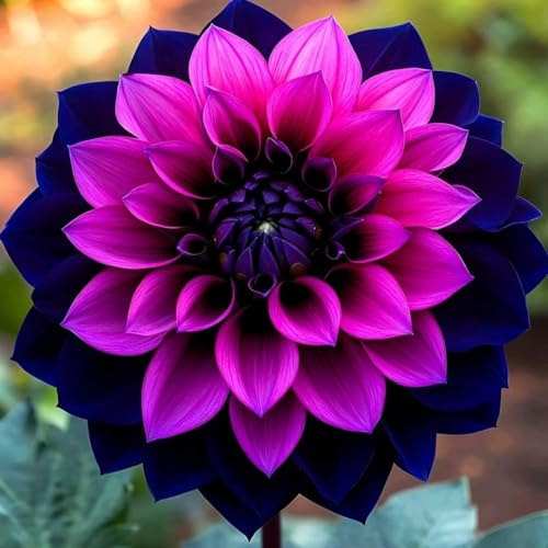 Rizomi/Tuberi di Dalia: Varietà Perenni Rare, Resistenti, Splendide in Giardino-a-2 rizomi