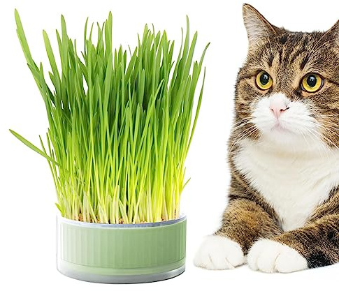 Tsuchiya Kattgräs groddar skal | avtagbart växtodlingsset hydroponiskt kattgräs | plantering hydroponik frö groddar | frön gror bricka för katter, hundar