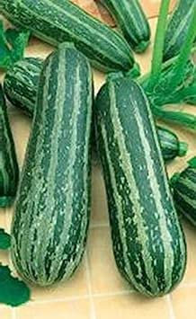 3g / 15 Semi di zucchina - Zucchina Zebra : Granella