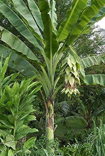 Musa Ensete Glaucum Banane des Neiges 100 grani