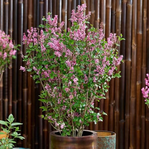 YouGarden Lilac 'Little Rosie', Established Plant in 3L Pot, Ready to Plant Lilac, Compact Lilac For Patio Containers and Smaller Garden Borders, Fragrant Spring Flowers