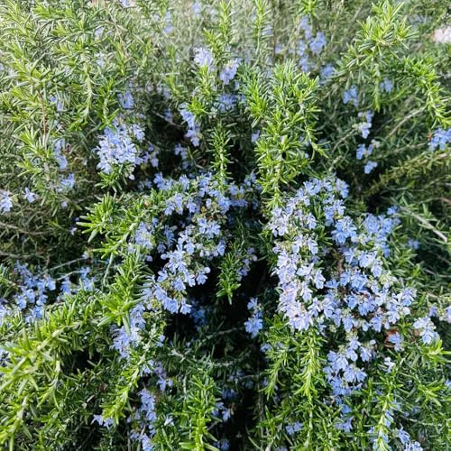 semi di rosmarino perenni, prodotti sostenibili esotiche resistenti per il giardino per aiuole rialzate da balcone giardino 600pcs